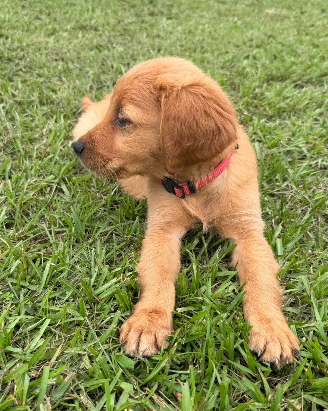 Rex