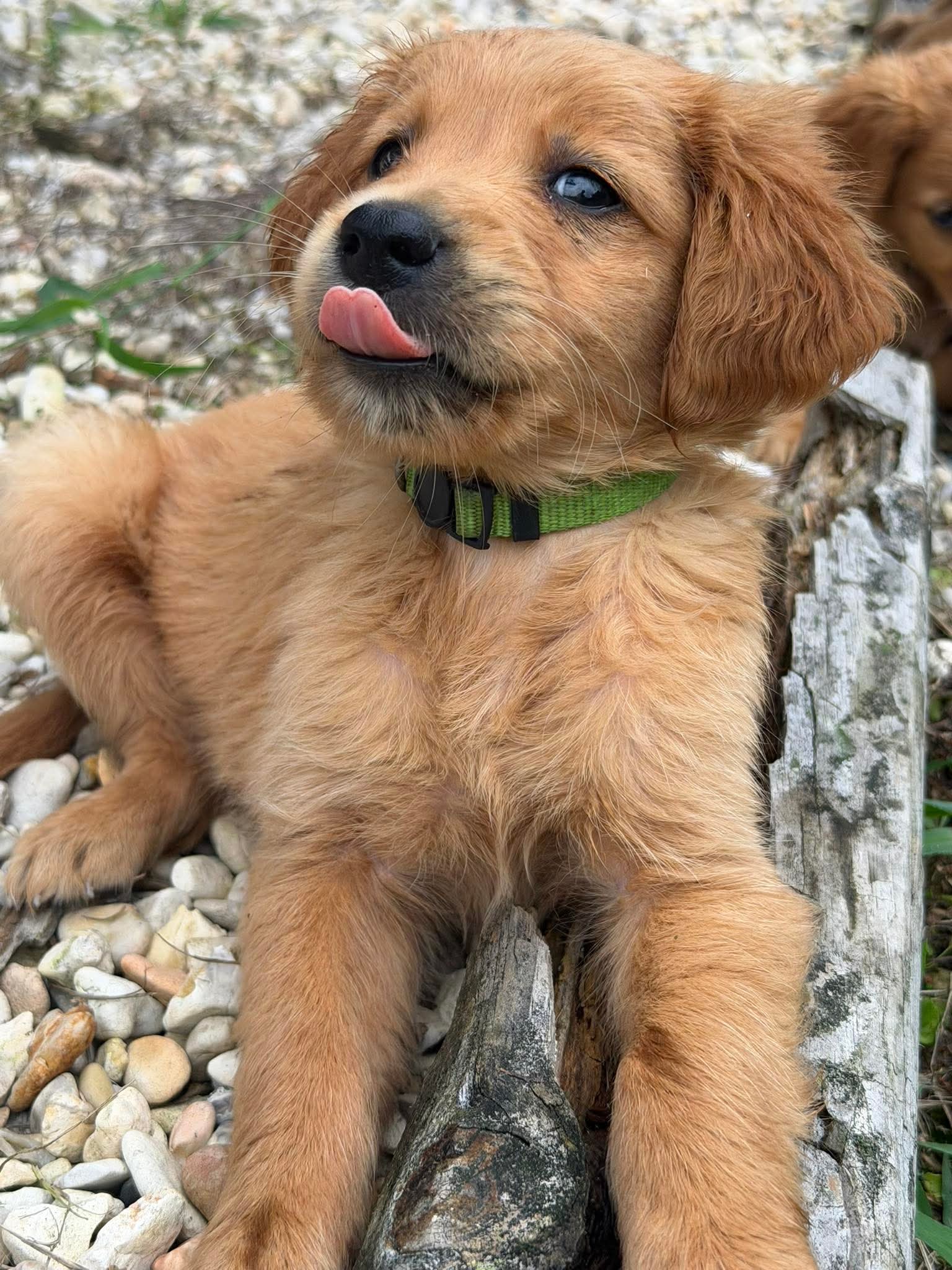 Sophia