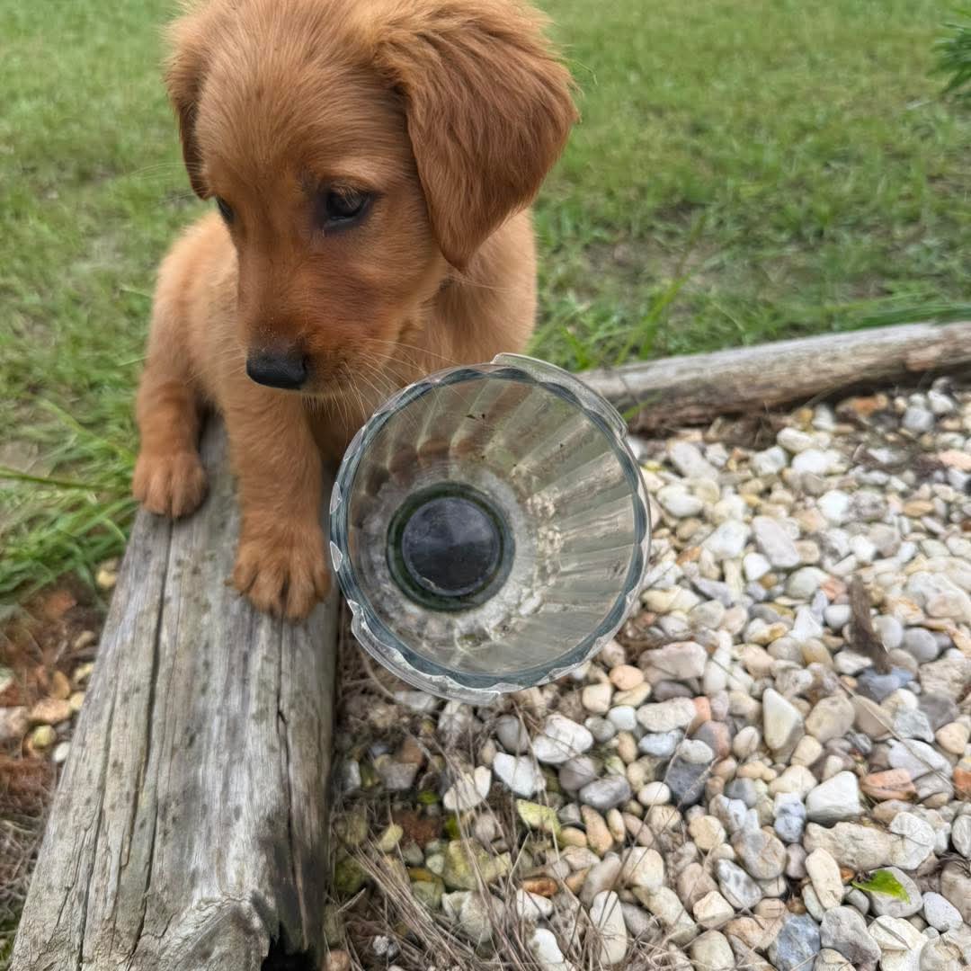 Yoyo