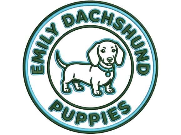 Emily Dachshund Puppies